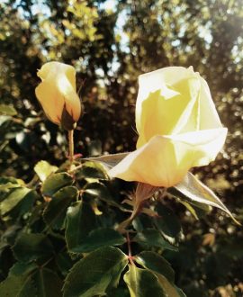 Immagine decorativa di una rosa gialla